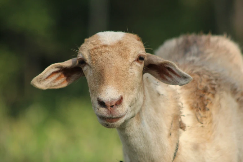 an adorable lamb standing in the middle of the grass