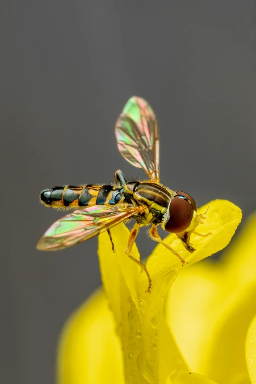 there is a bug sitting on the tip of a flower