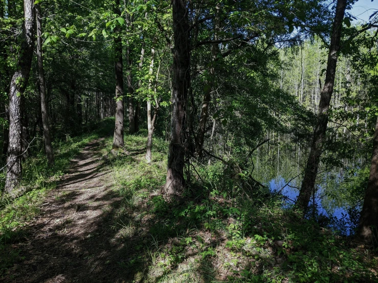 the sun is shining in the distance in a wooded area