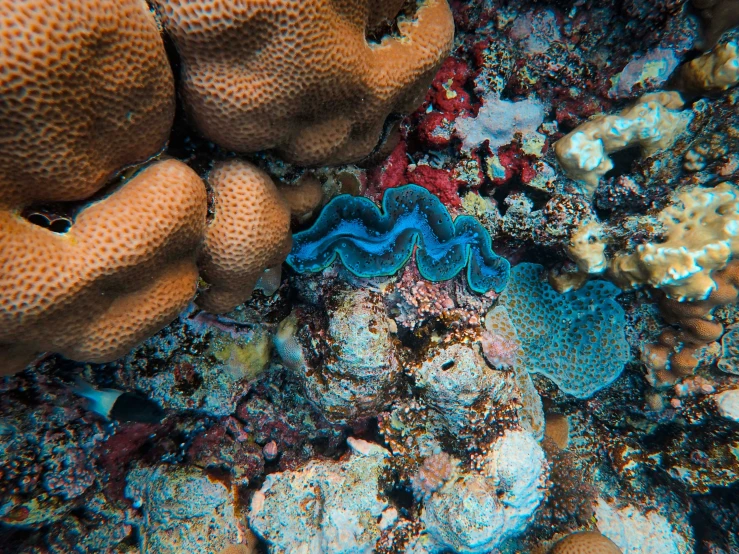 an underwater scene with colorful coral and sponge corals