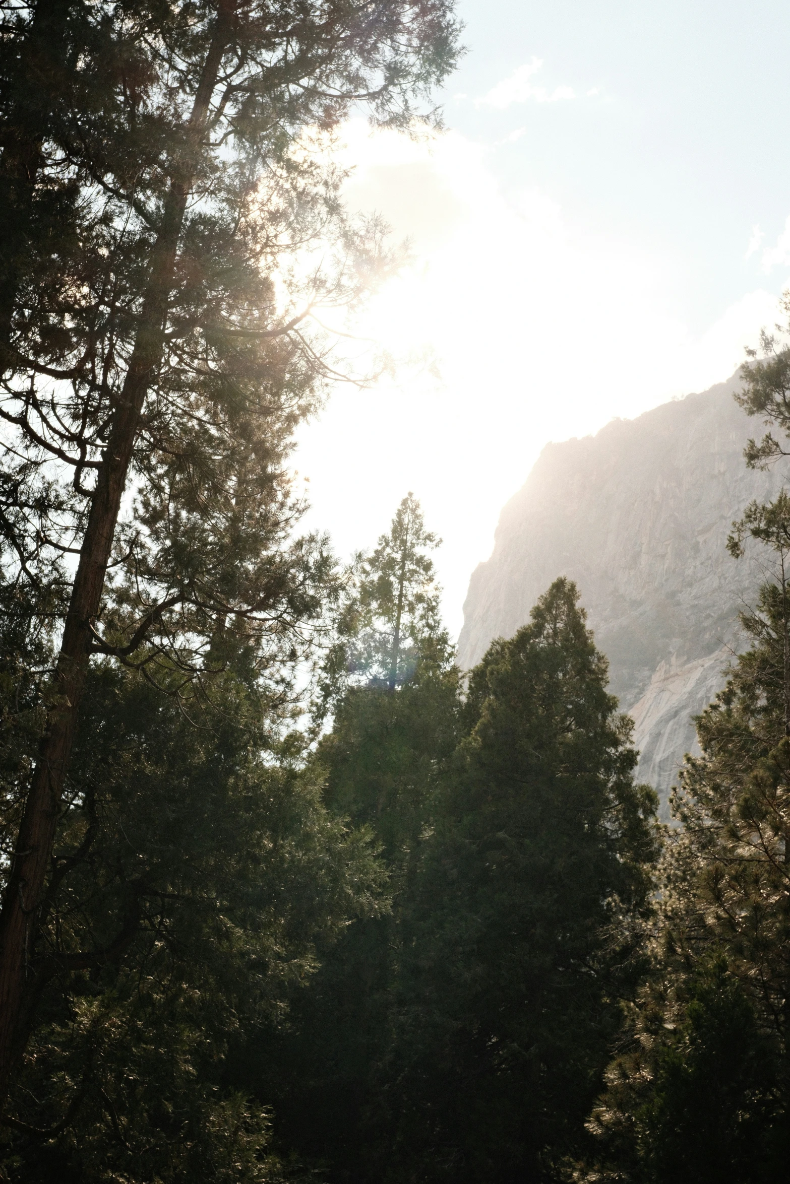 there are many trees on this mountain and in the background is a big rock