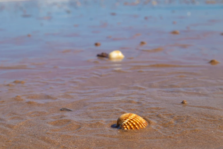 an orange and white shell lies in shallow water