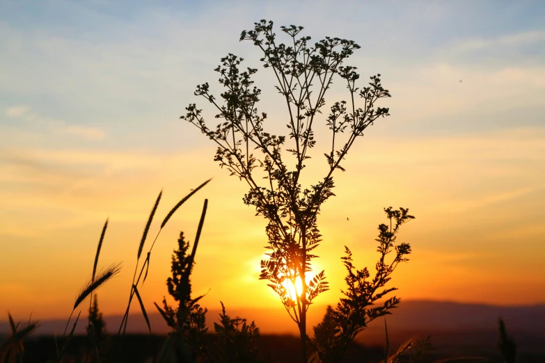 a small stalk of plant in front of the sun