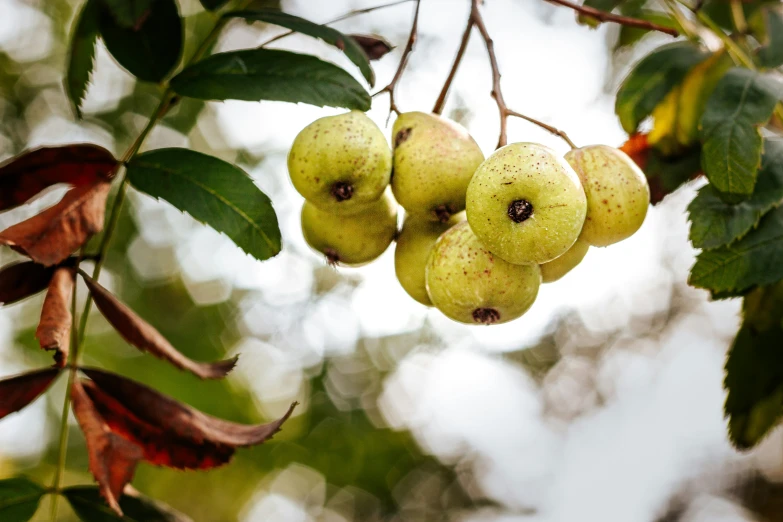 fruit still on the tree are green and ripe