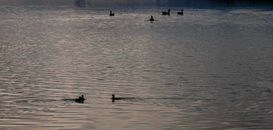 a group of ducks swimming in the water at dusk