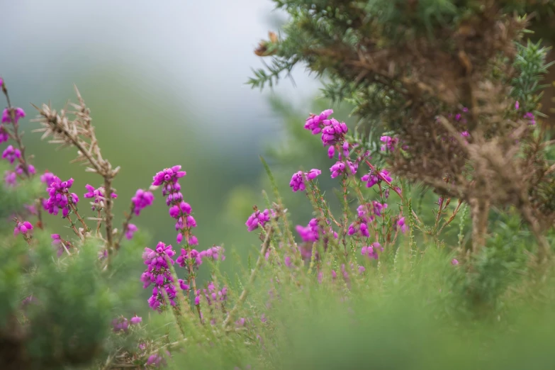 purple flowers growing along a patch of grass