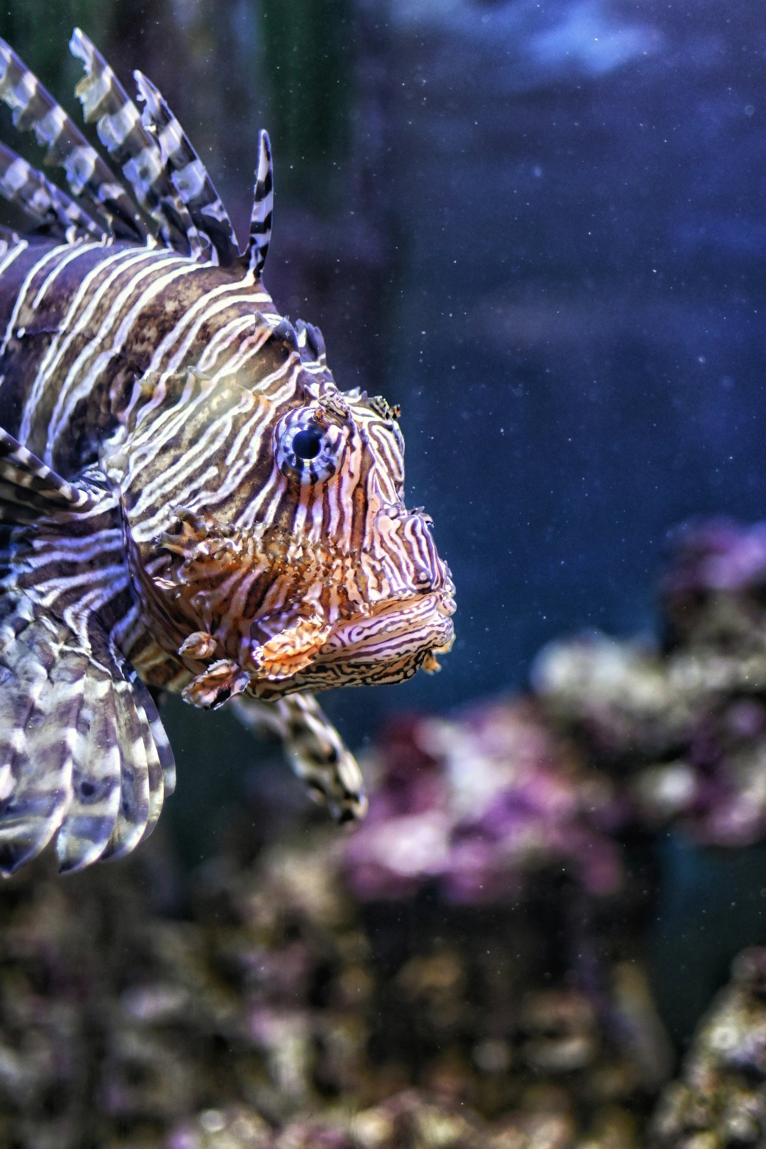 a close up of a fish swimming in an aquarium