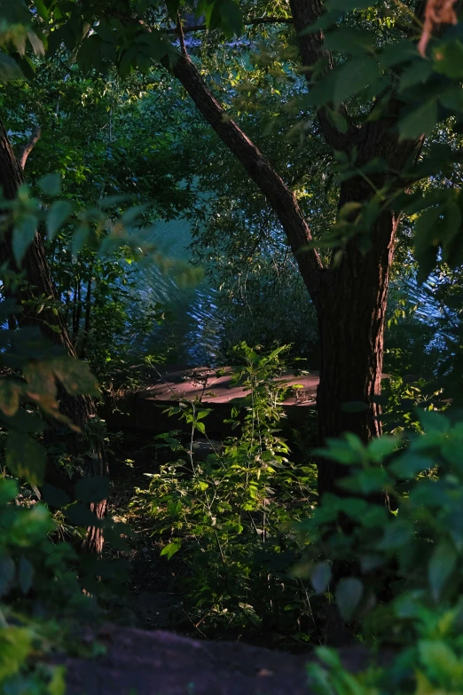 trees and bench seen through the leaves from another tree