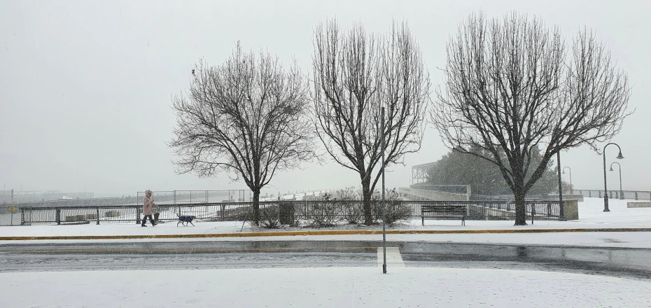 three tree's with no leaves on the trees in the snow