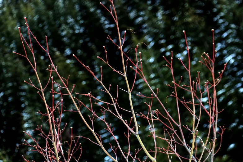 trees are seen in front of a forest