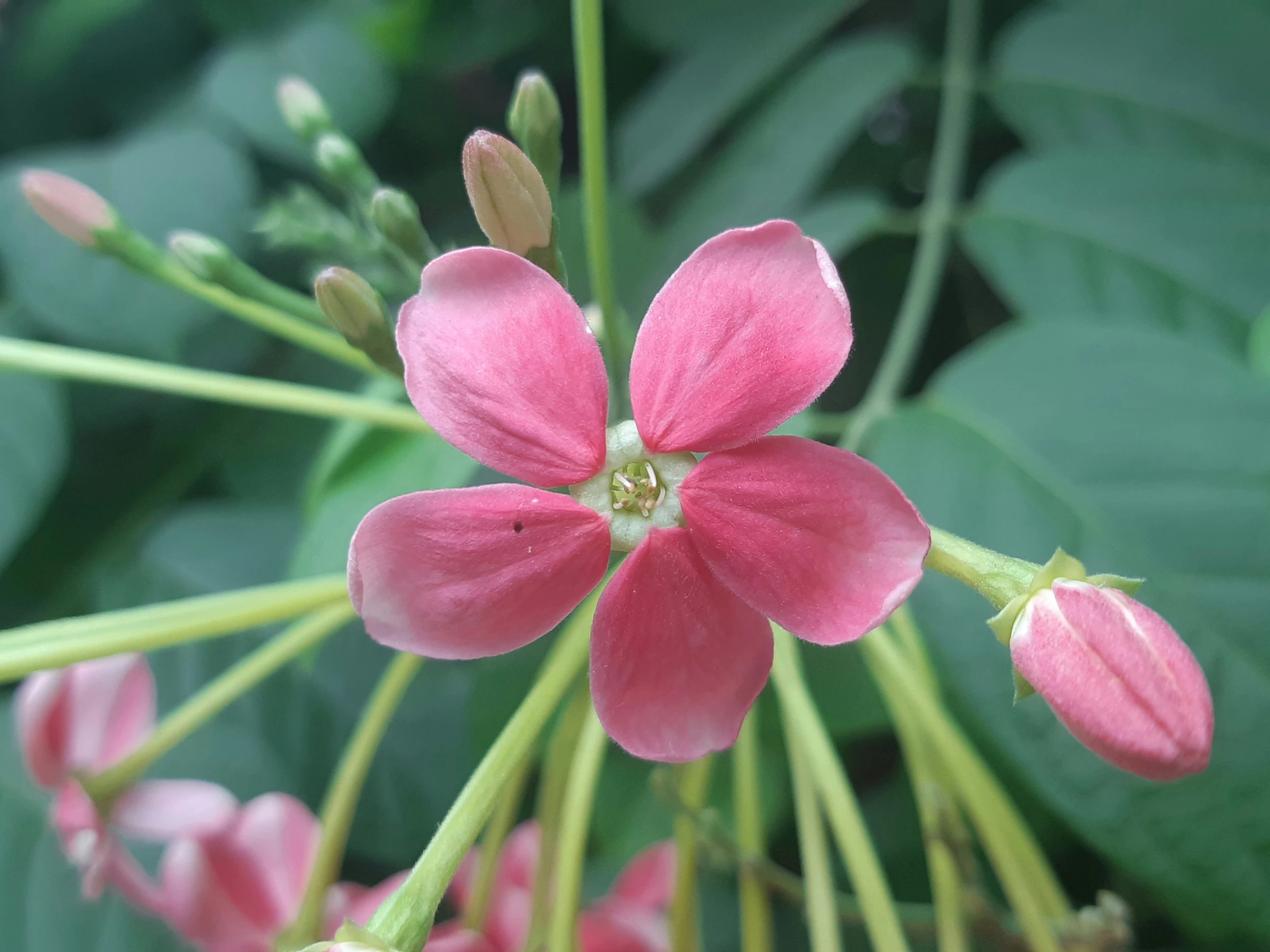 the small pink flowers appear to be blooming