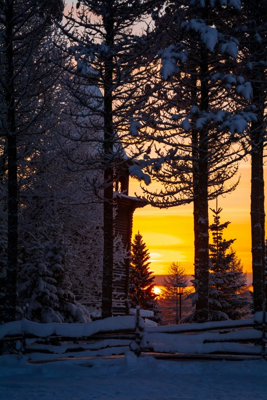 a scenic winter sunset through pine trees and logs