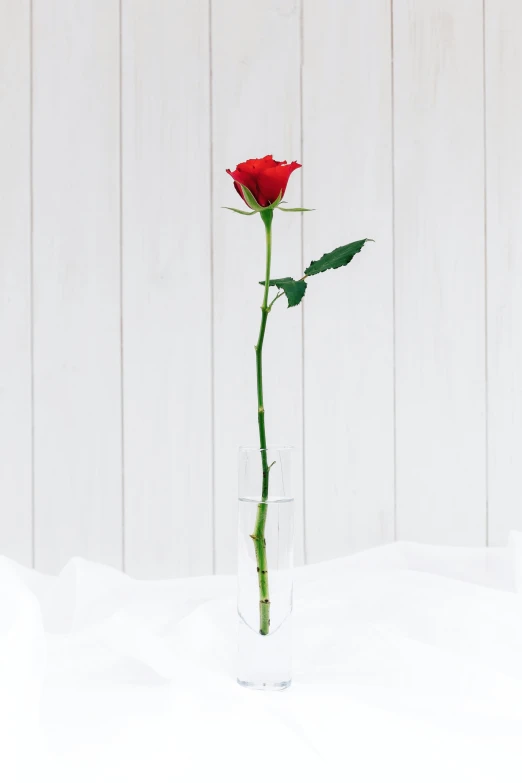 a single red rose in a clear glass of water