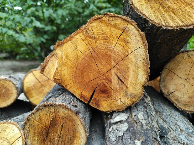 a large number of wooden logs piled up together