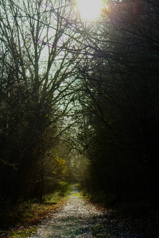 a road runs through a forest with trees around