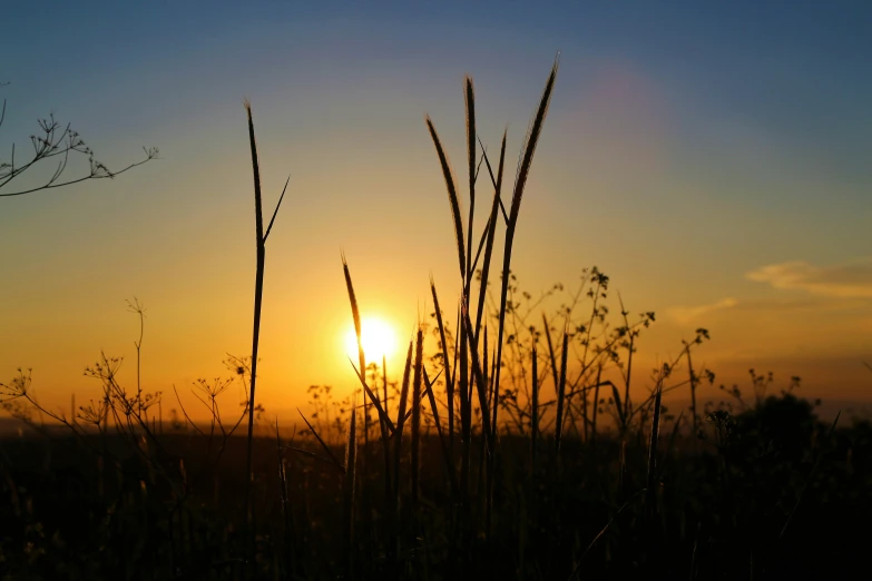 the sun is setting over some very tall bushes