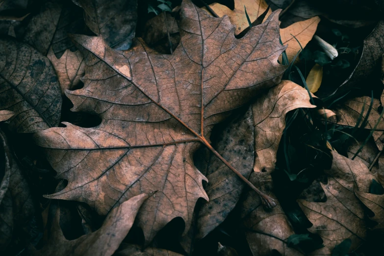 an orange and brown leaf on the ground