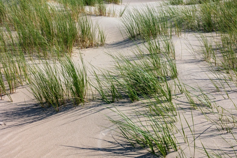 grass growing out of a sandy area in the desert