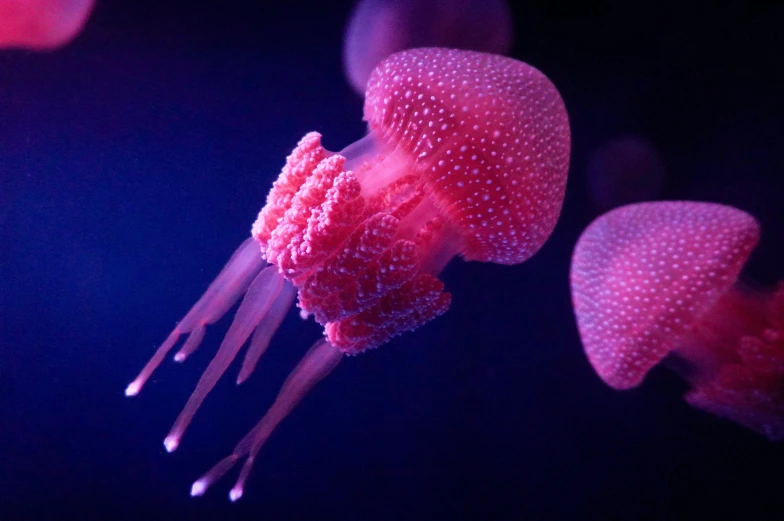 some small red jellyfish floating in the water