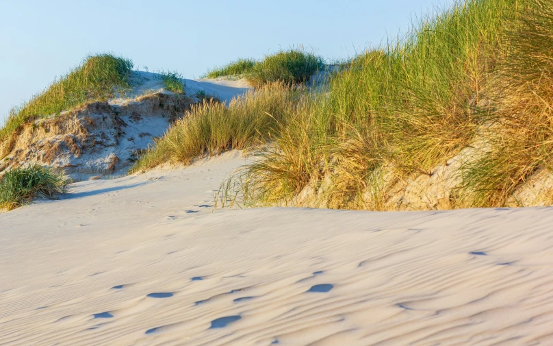 grass growing in the sand with a beach in the background