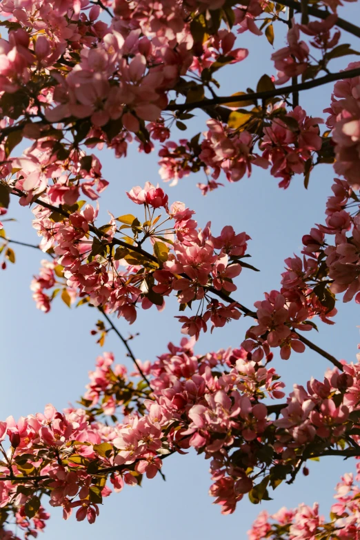 a tree with flowers and blue sky in the background