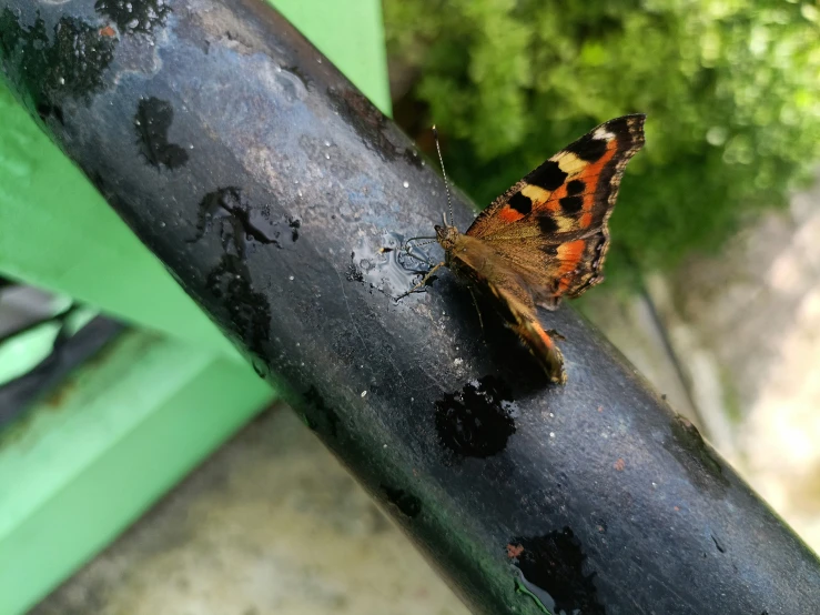 a brown and orange erfly sitting on a piece of metal