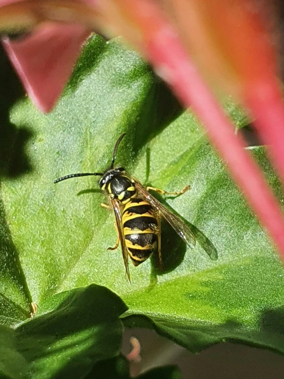 a bee with an antenna on it's back sitting on some green leaves
