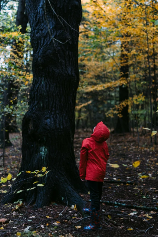 the person is looking at a tree in the forest