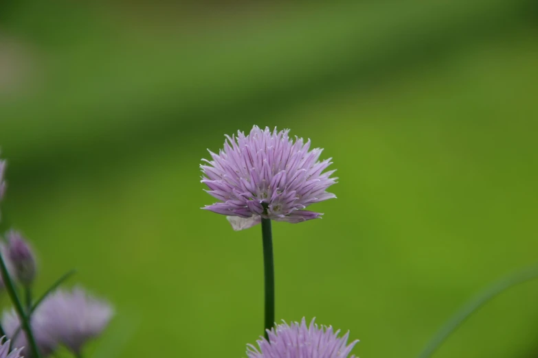 there is a tiny single purple flower near by