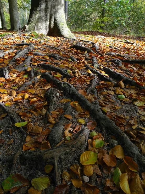 a tree stump in a park full of leaf