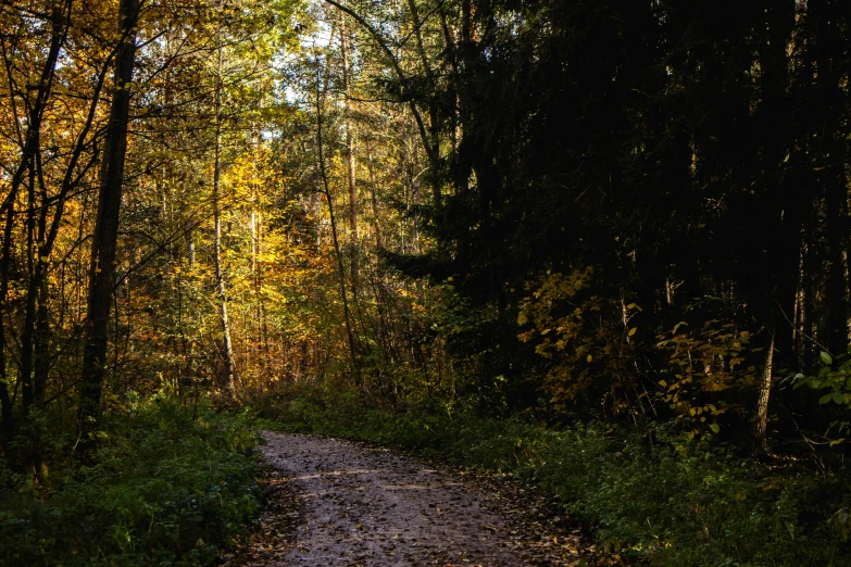 a dirt road through the woods surrounded by trees