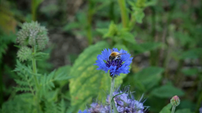 a bee sitting on a flower in a field of flowers