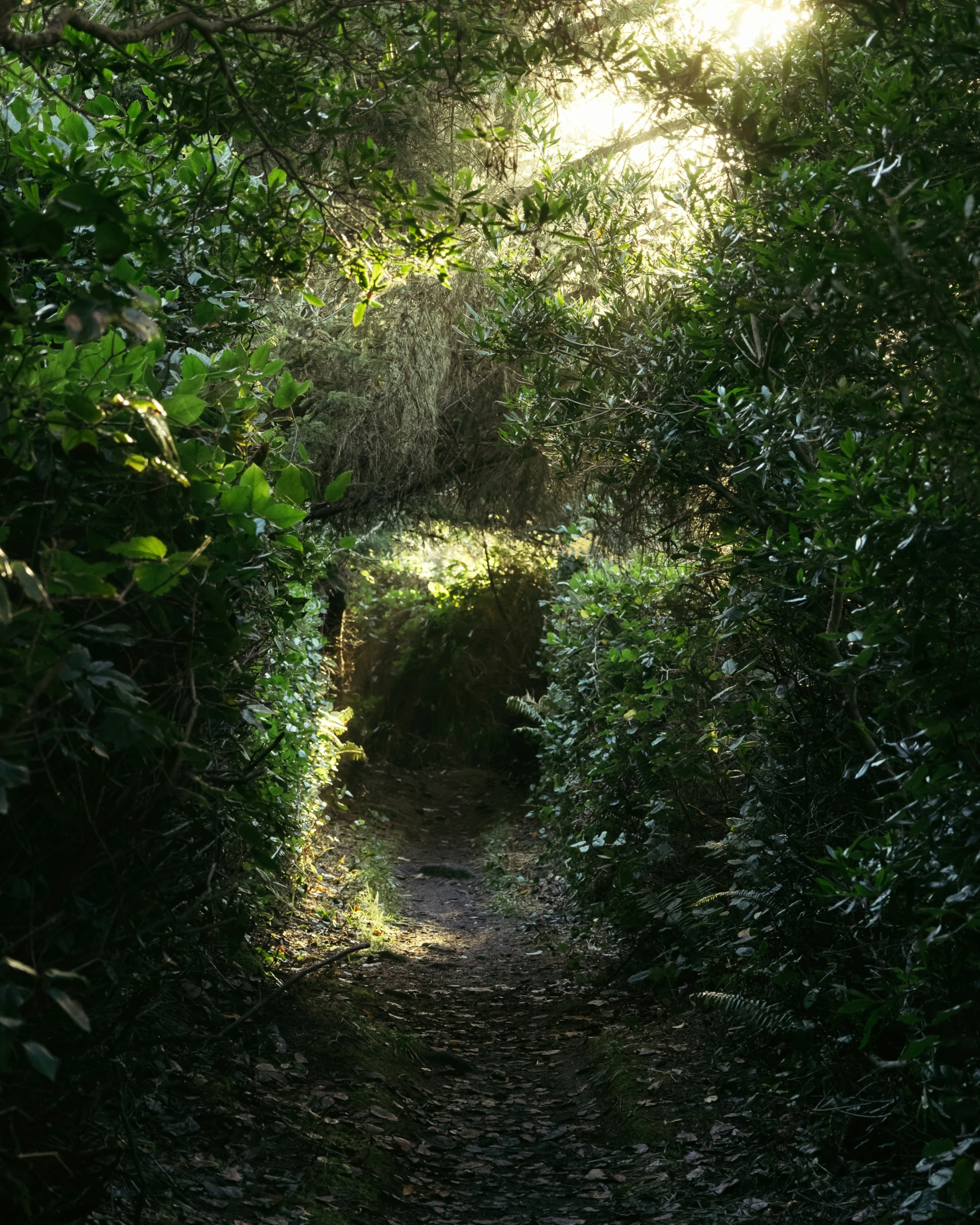 the sunlight is shining on a trail through the trees