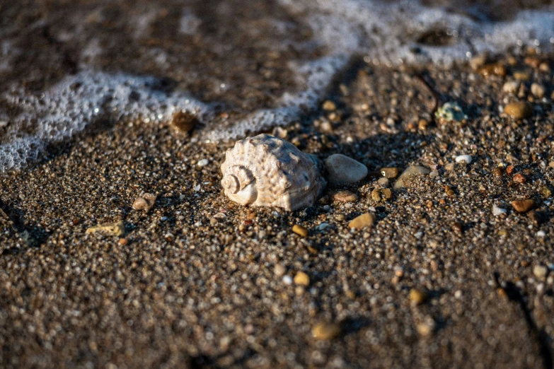 a seashell with a shell on it sitting in the sand