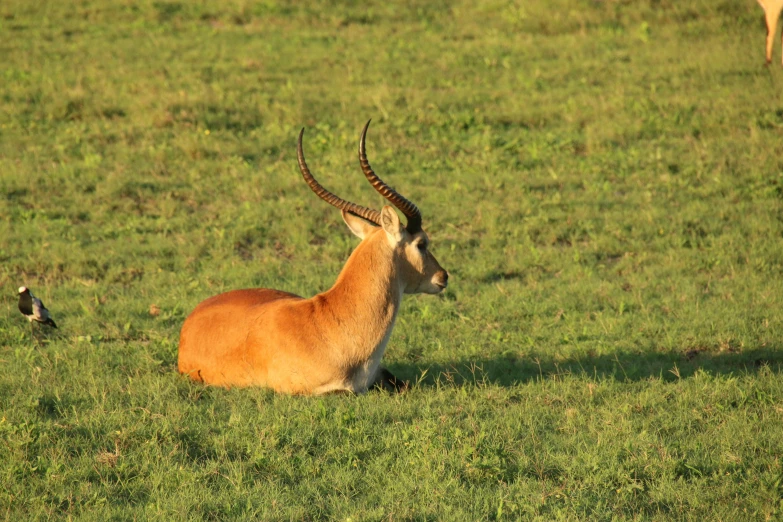 the deer in the field has large horns and long horns