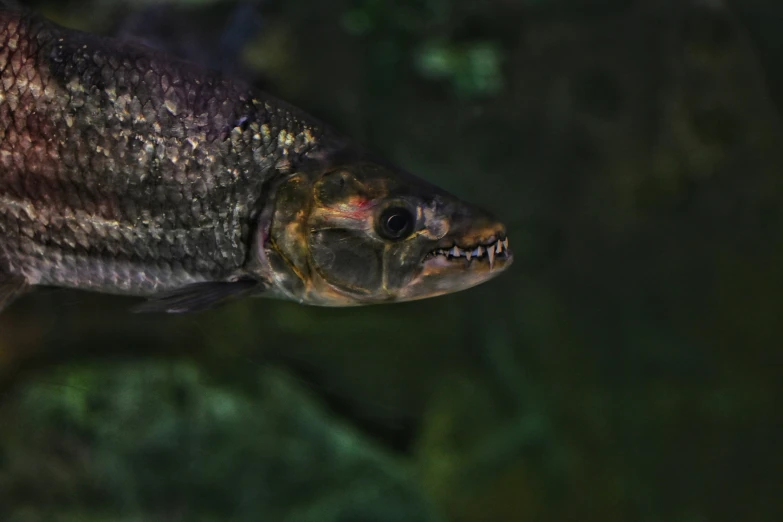 a small fish is standing in a pond