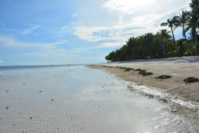 a beach and a bunch of trees under a bright blue sky