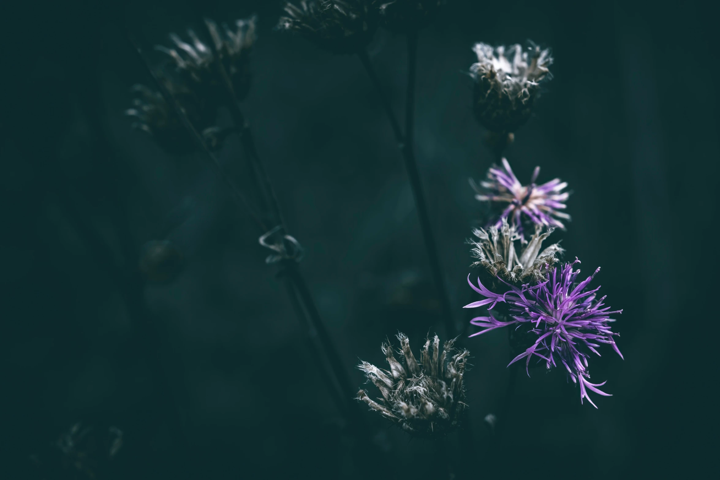 a purple flower with small leaves is on a plant