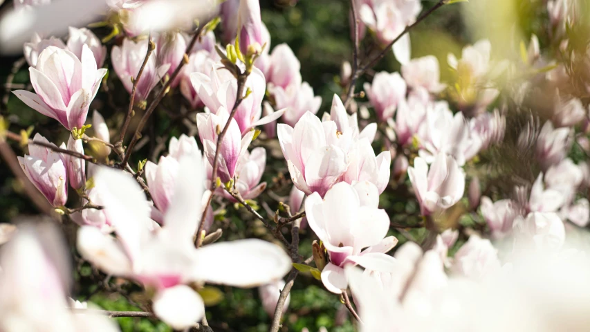 the large group of flowers are growing together