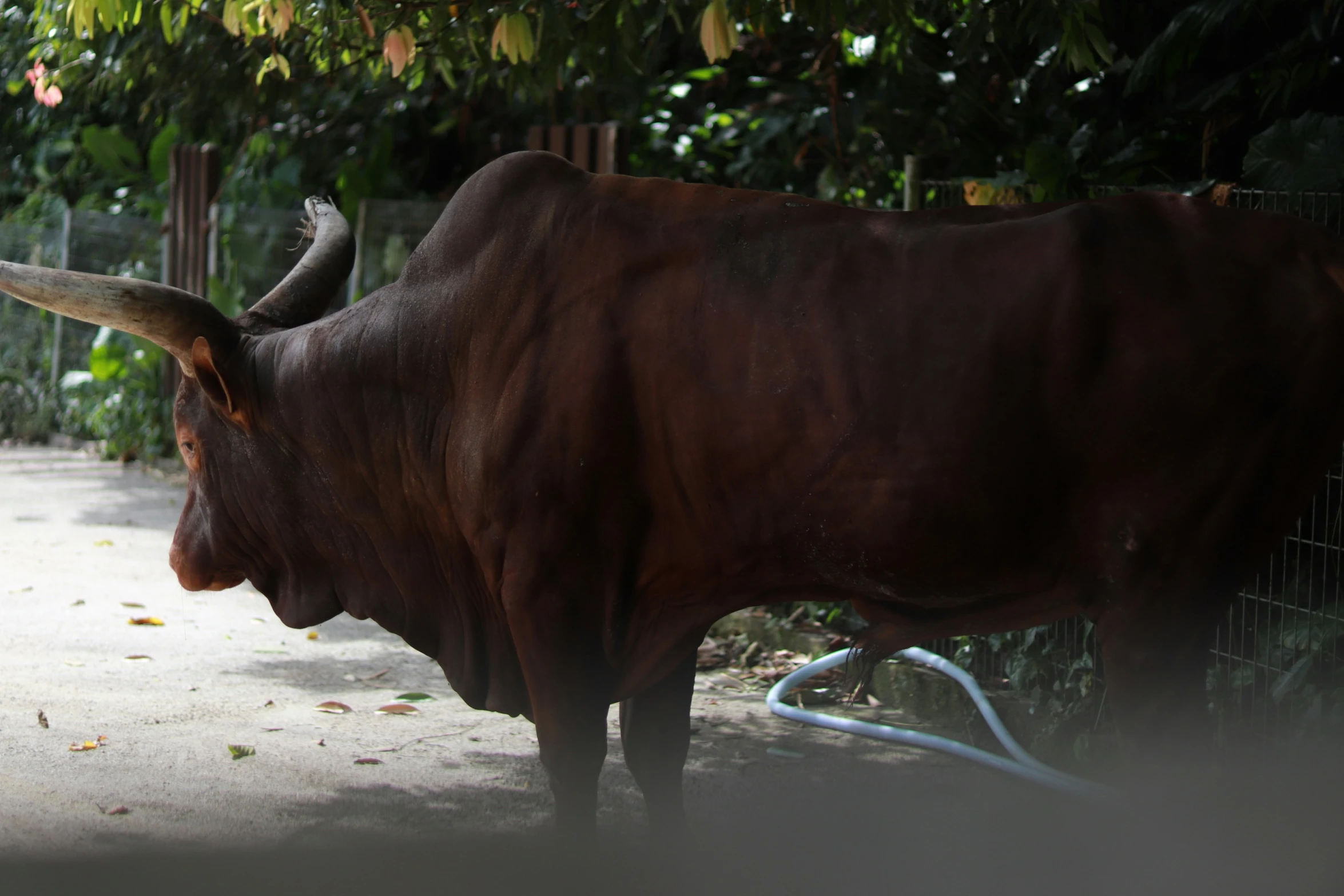 a bull standing next to a fence in the middle of a field