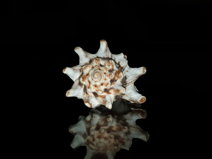 an ornate shells is seen on the surface