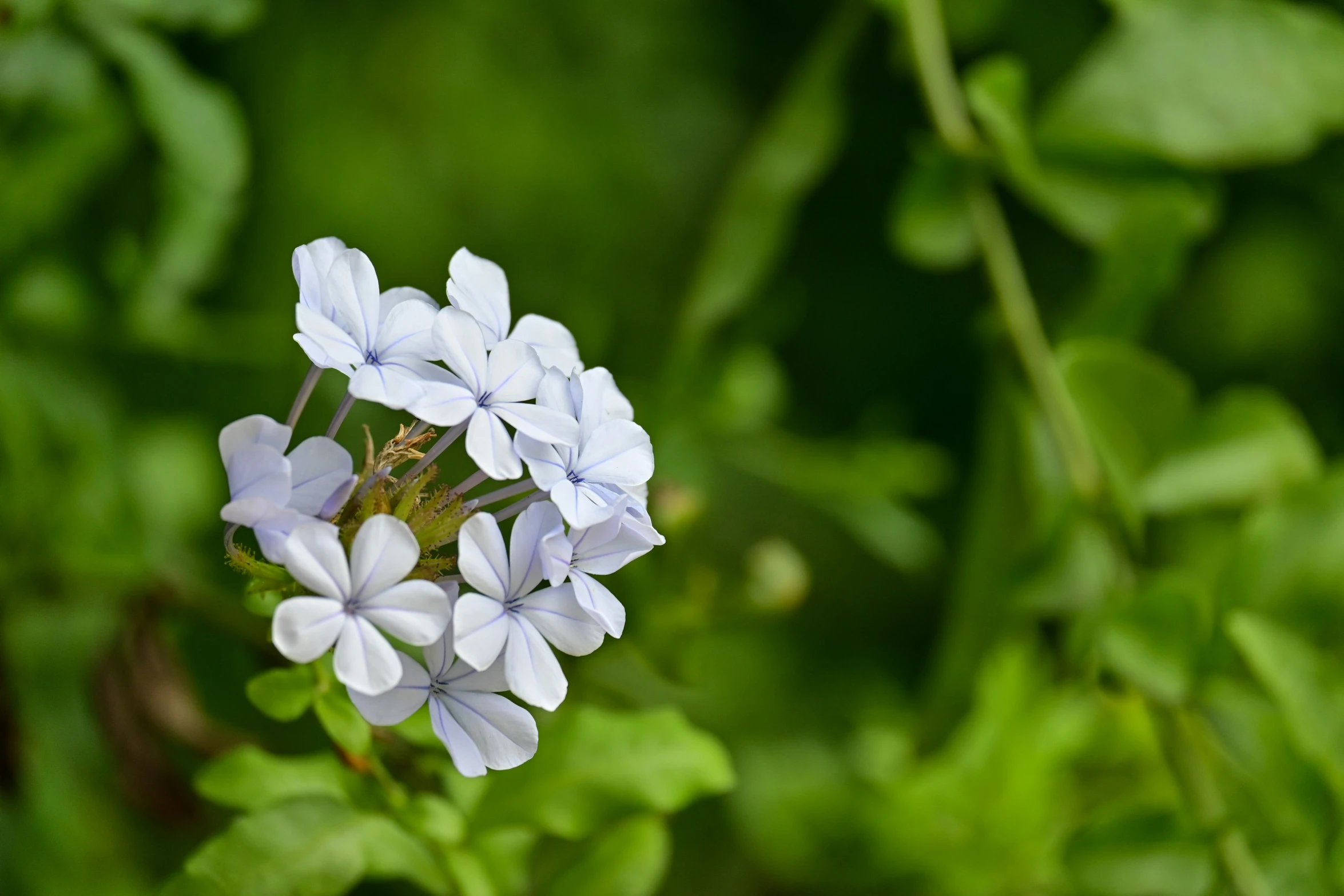 a group of small flowers sitting on top of green leaves