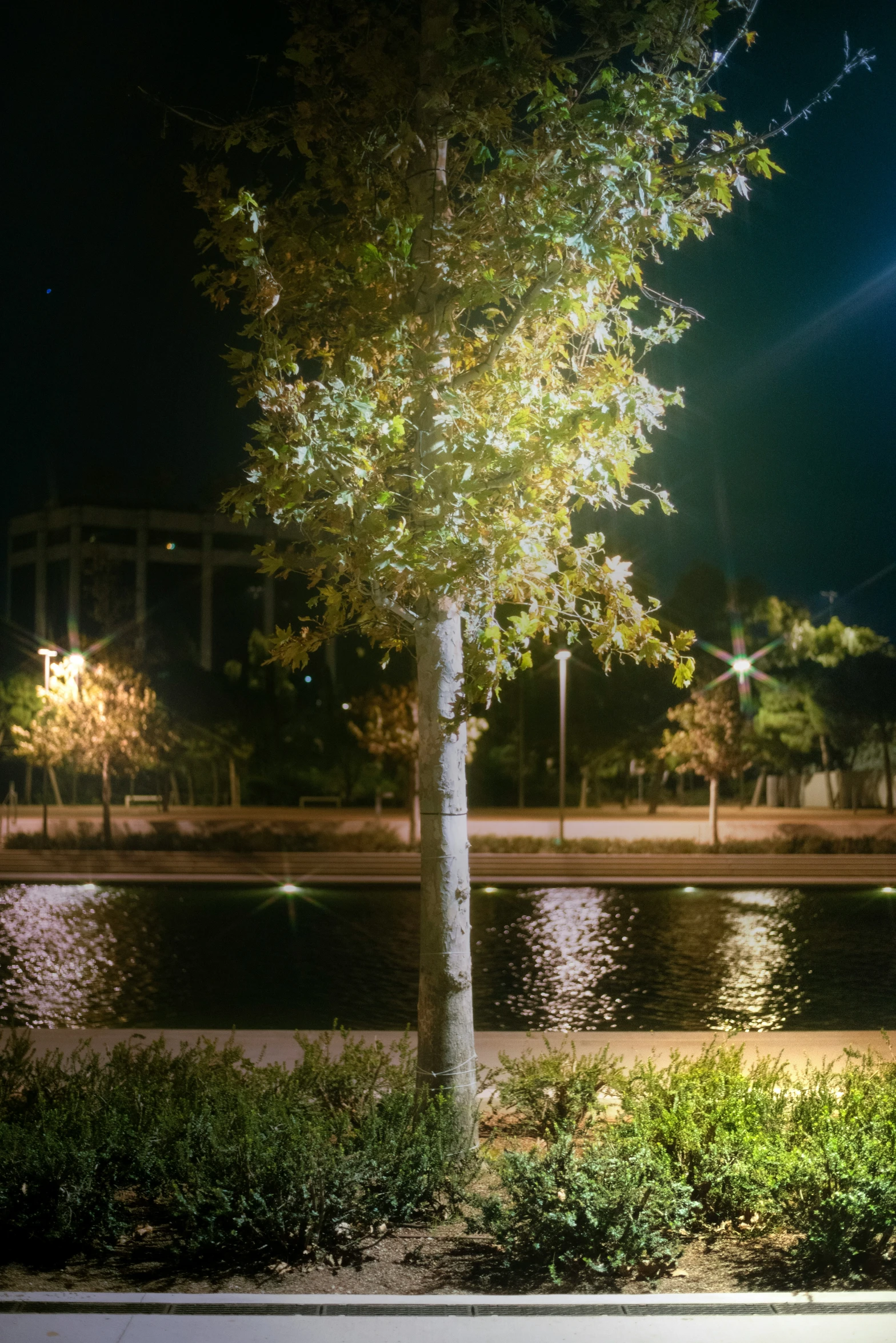 a water area with a lone tree and street light