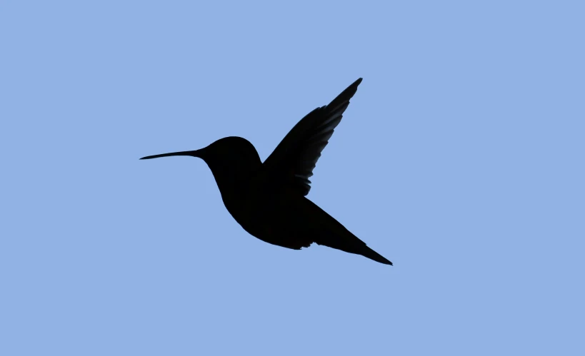 a black hummingbird flying through a blue sky