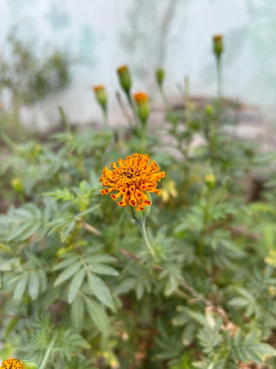 a group of orange flowers blooming on a sunny day