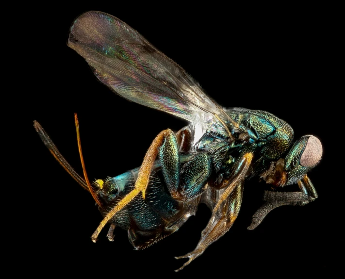 the fly has an orange tip on its legs