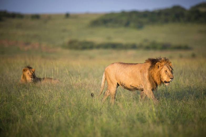 a lion and its baby are grazing on the savannah