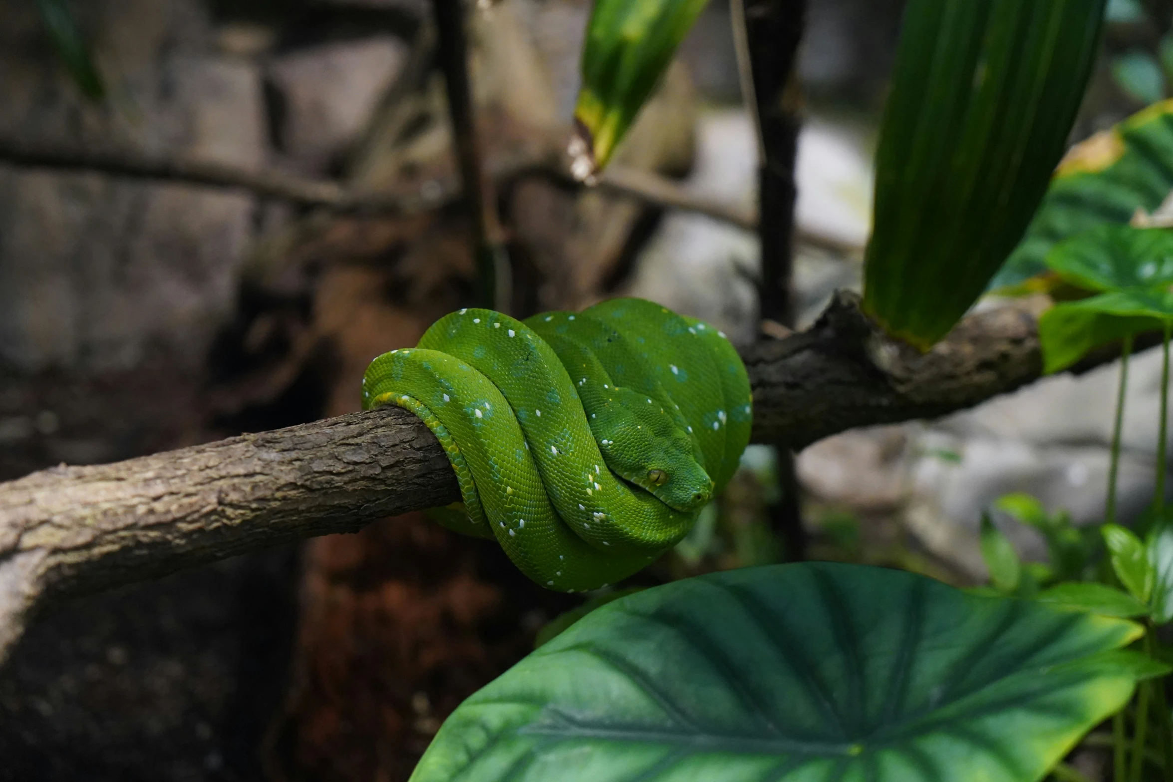 green leafy animal laying down on tree nch with water drops