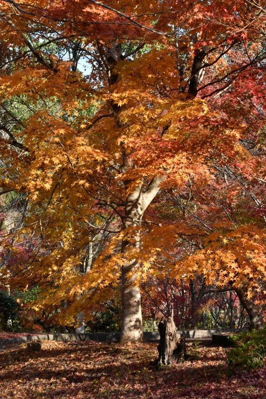 trees with bright yellow leaves in autumn time