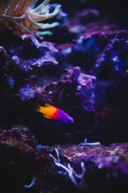 there is a small colorful fish under water